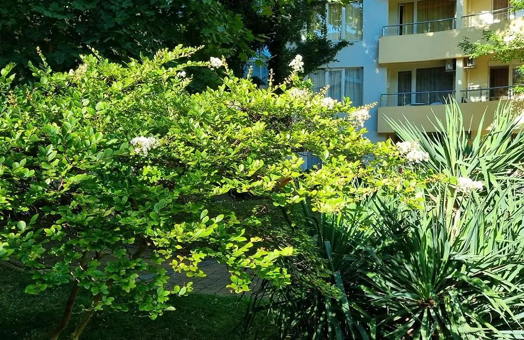 Niko Apartments-1