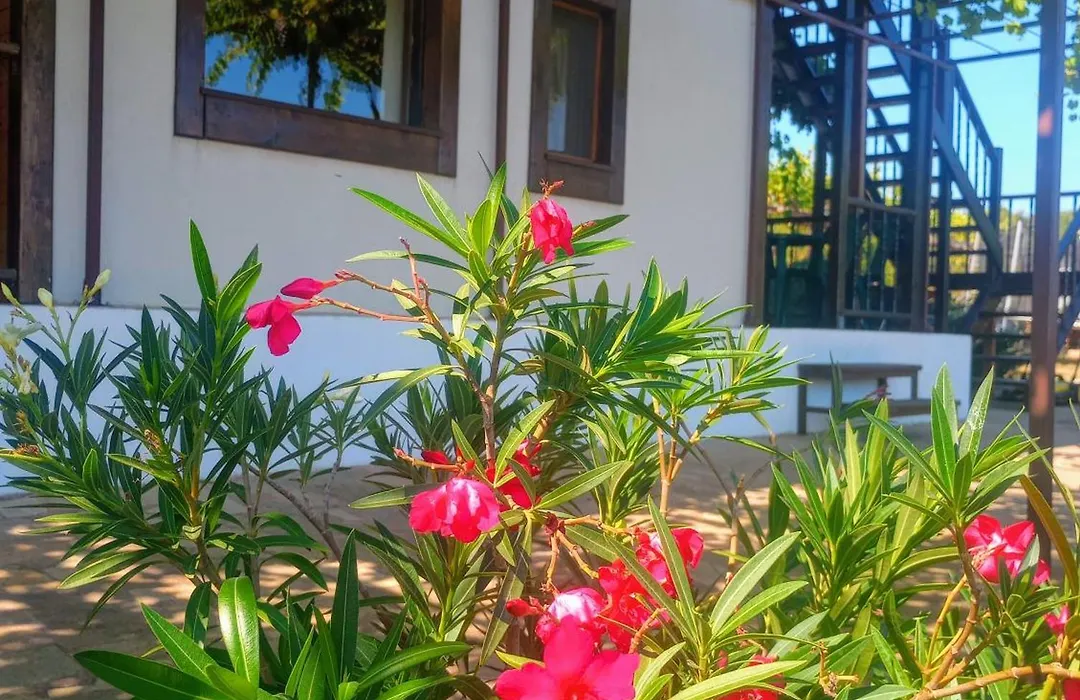 Lozyata Guest House-1
