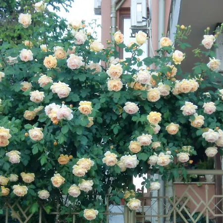 Villa Ani Sveti Vlas Bulgarian Black Sea Coast Open May To October-2