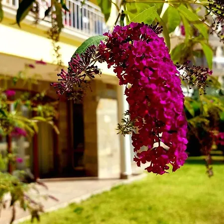 Summer Dreams - Menada Apartments-2